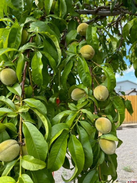 3120 SILVER FOX Drive