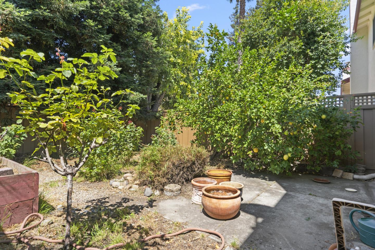 2012 Fan Palm CT