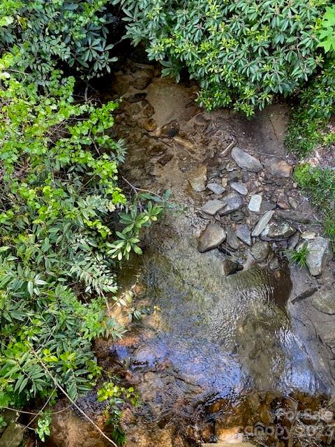 Shallow rocky creek bordered by dense green vegetation.