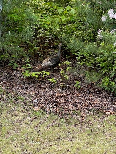 Wild turkey among shrubs beside a grassy lawn.