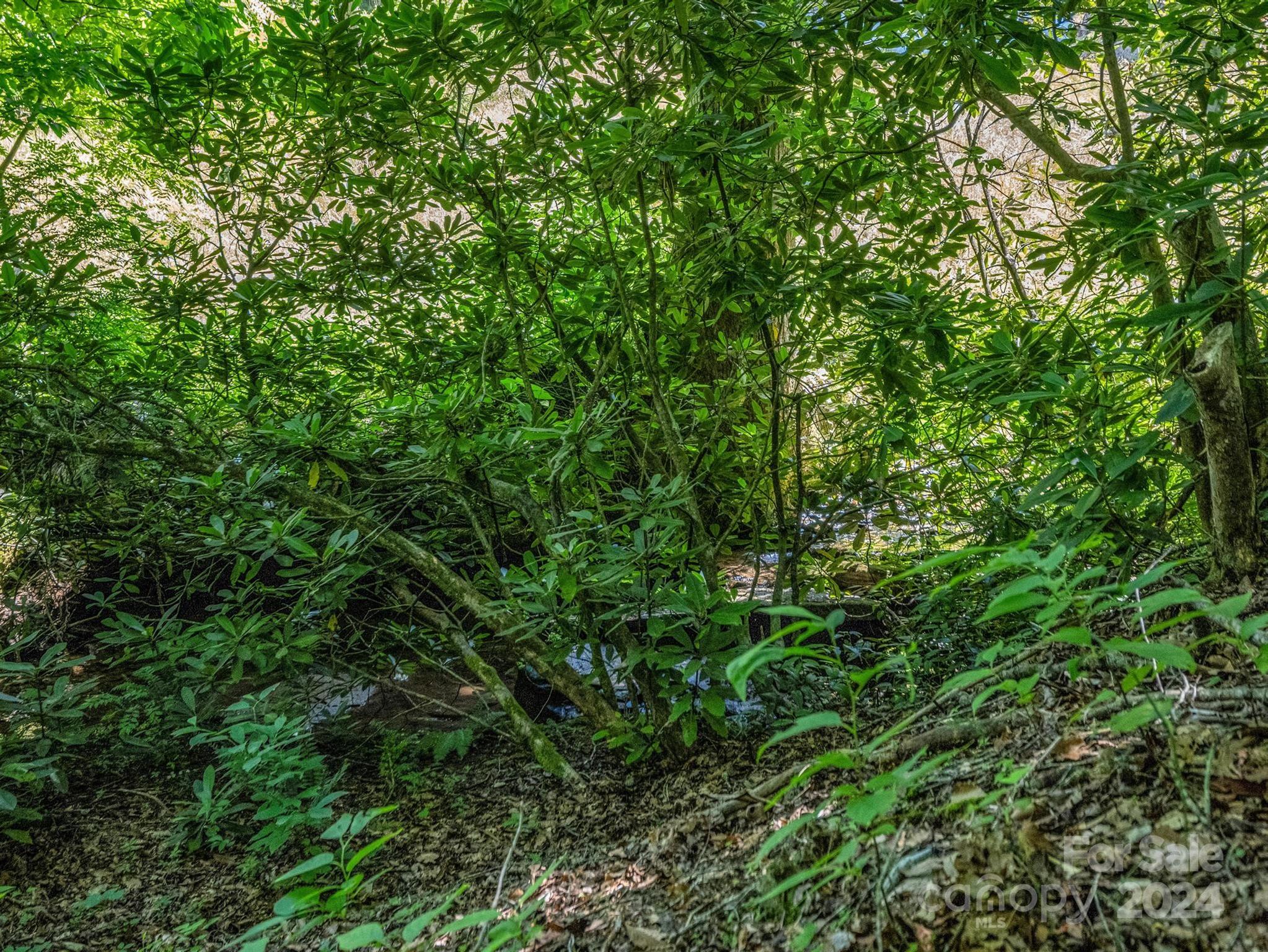 Wooded creek beneath dense green foliage.
