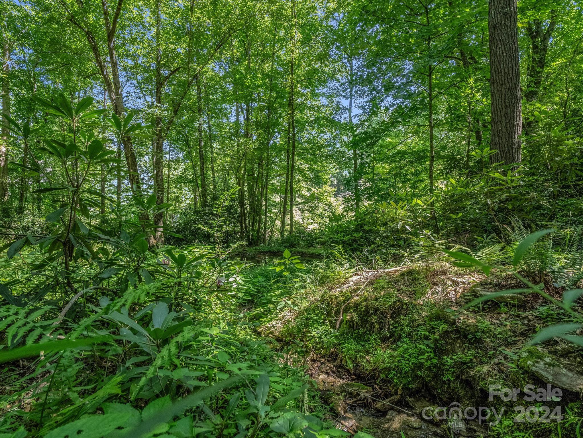 Small creek winding through dense summer woods with ferns and mature trees.