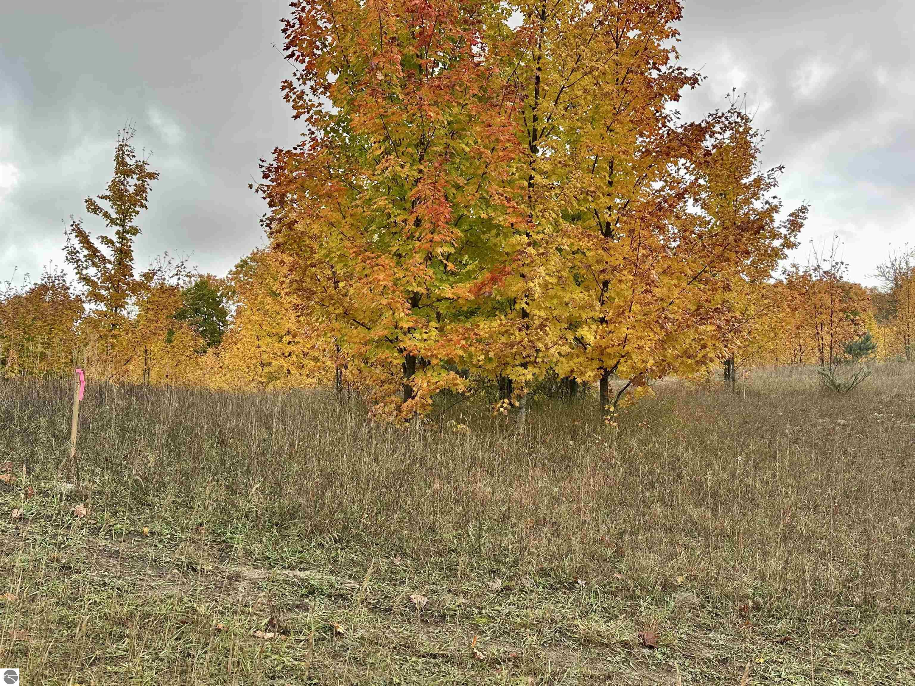 40.6 Acres Off E Popa Road