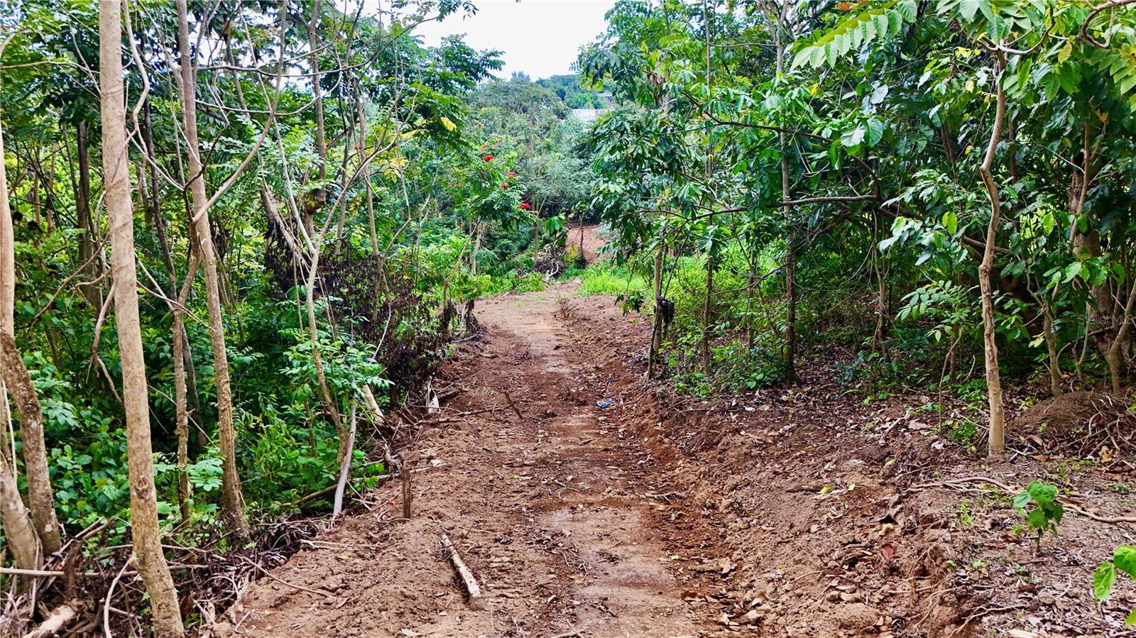 PR-165 Km 5.0 BO. QUEBRADA CRUZ