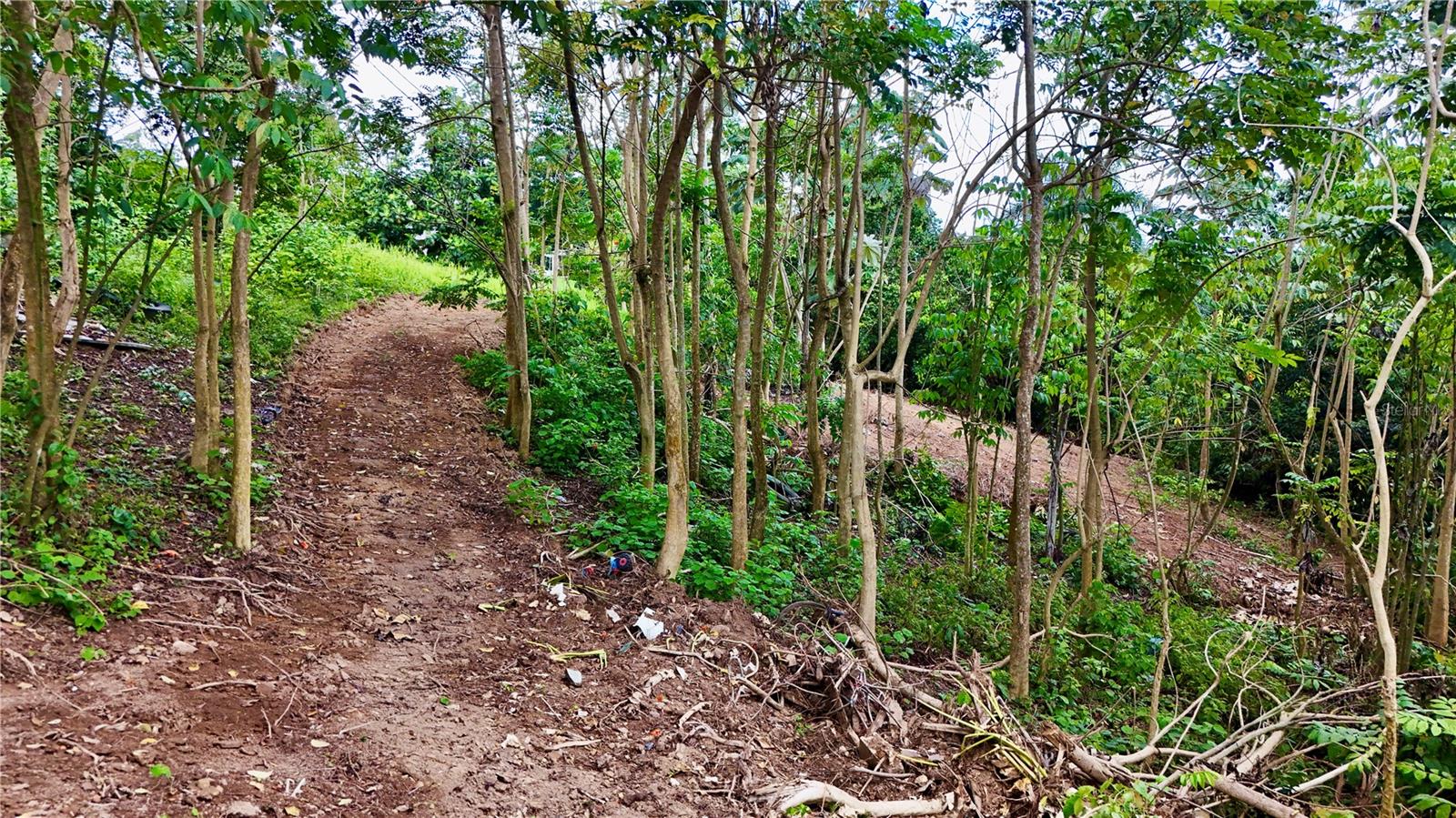 PR-165 Km 5.0 BO. QUEBRADA CRUZ