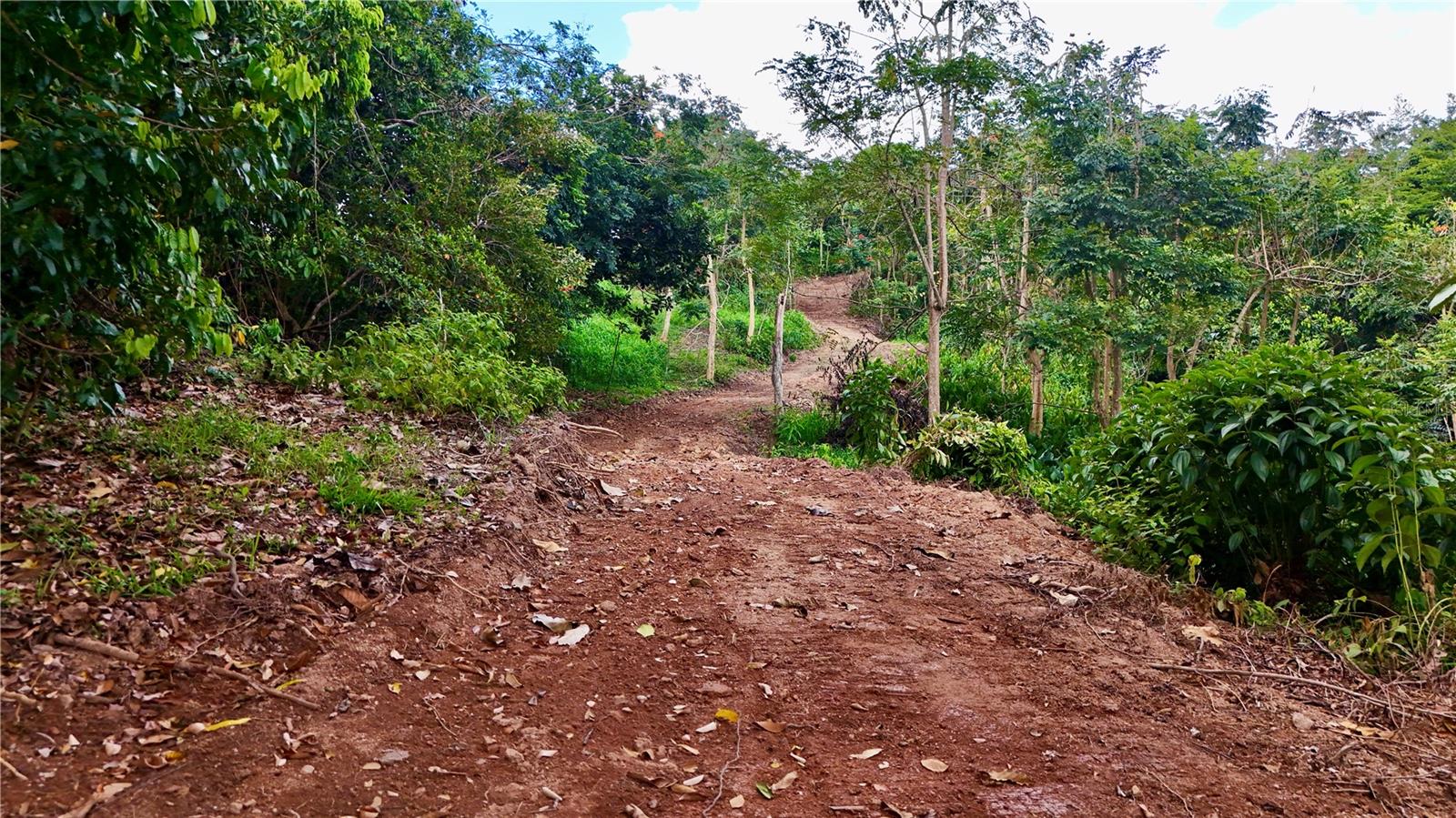 PR-165 Km 5.0 BO. QUEBRADA CRUZ