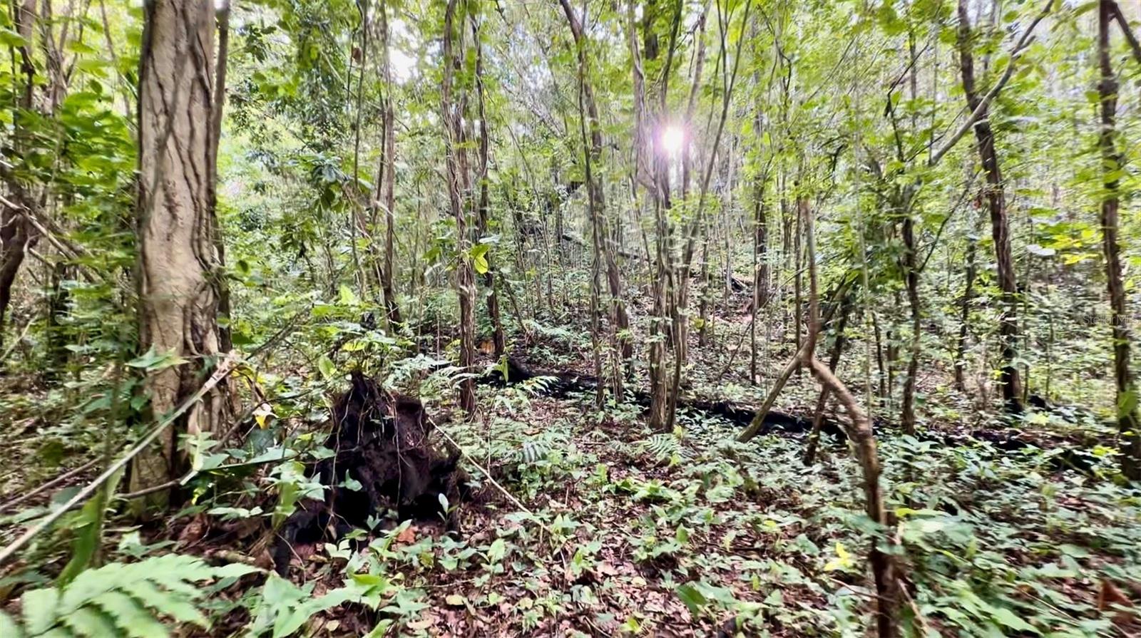 PR-858 KM 2.1 BO. CACAO