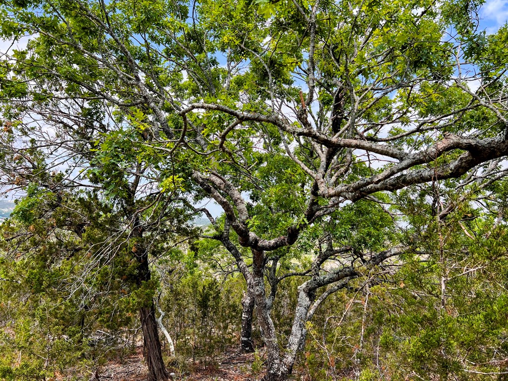 00 Cypress Creek Rd