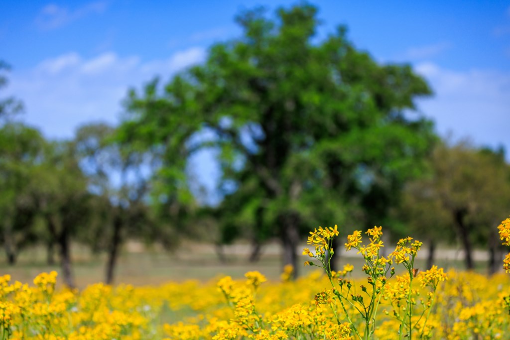 Lot 9 Silas Trail