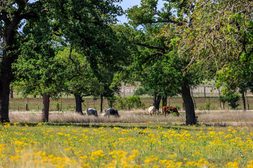 Lot 10 Silas Trail