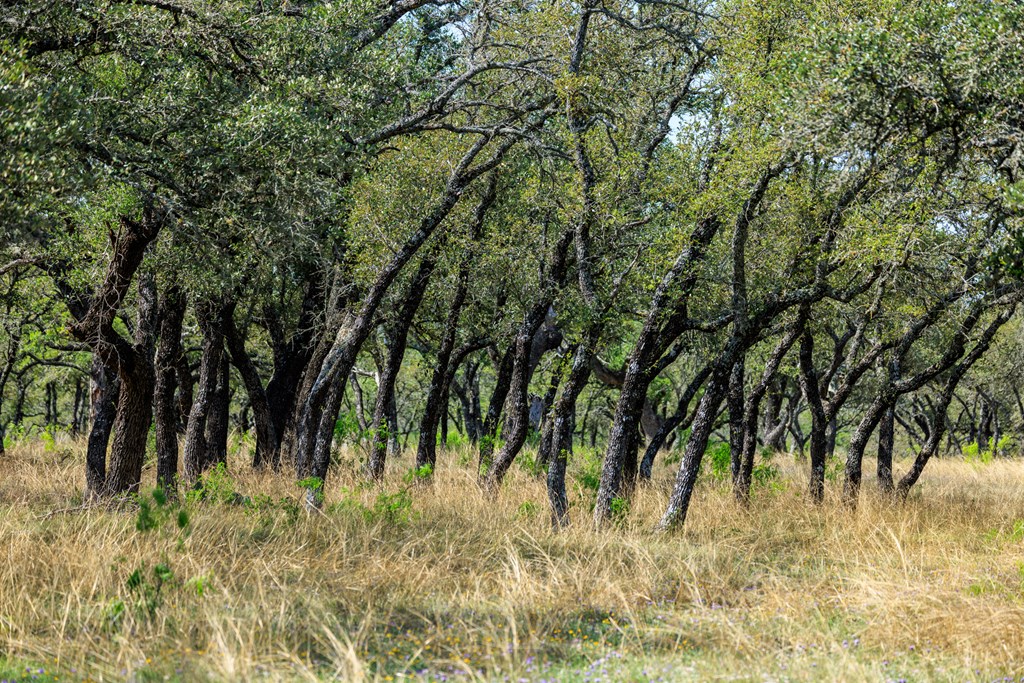 Lot 10 Silas Trail