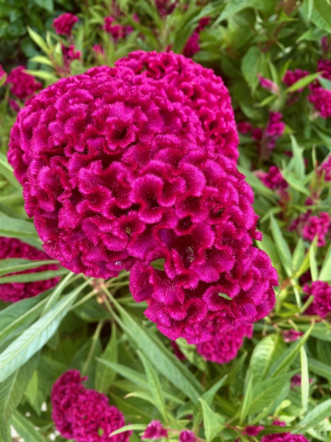 1202 Immaculate Lane