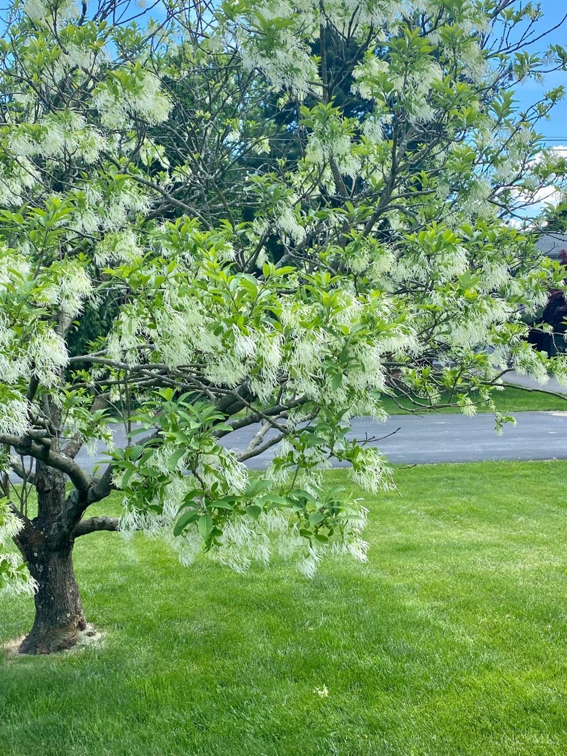 1202 Immaculate Lane