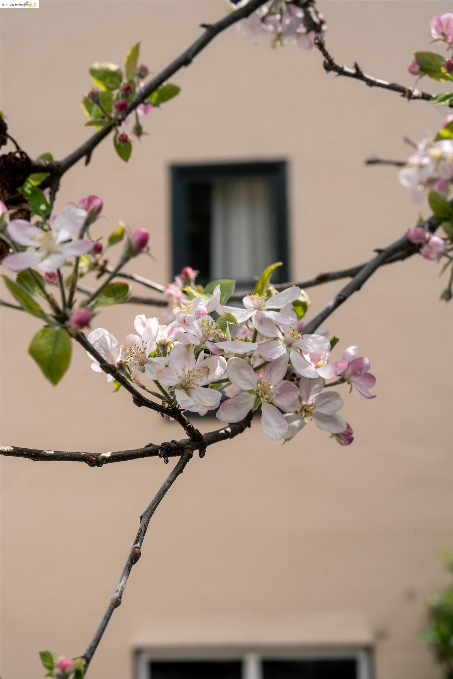 326 W Broadmoor Blvd