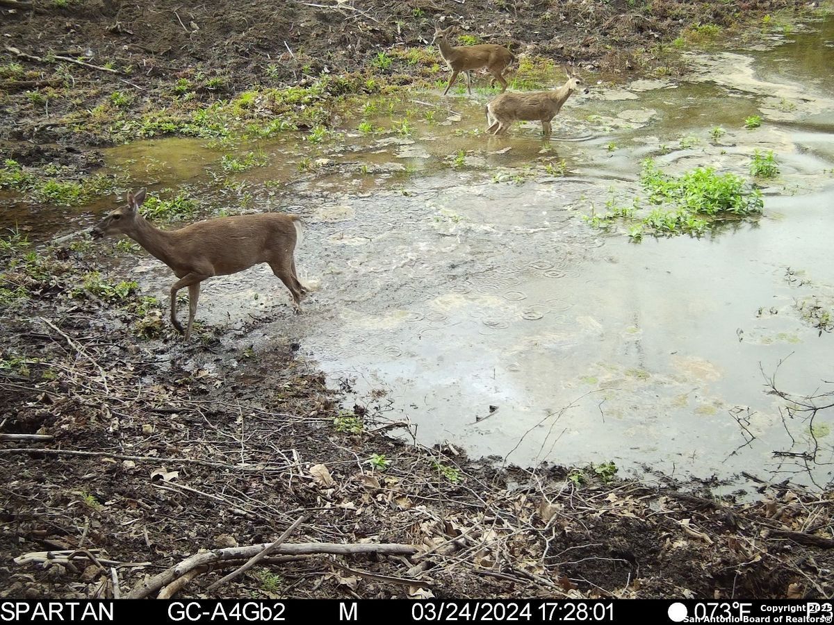 103 Bella Springs Rd