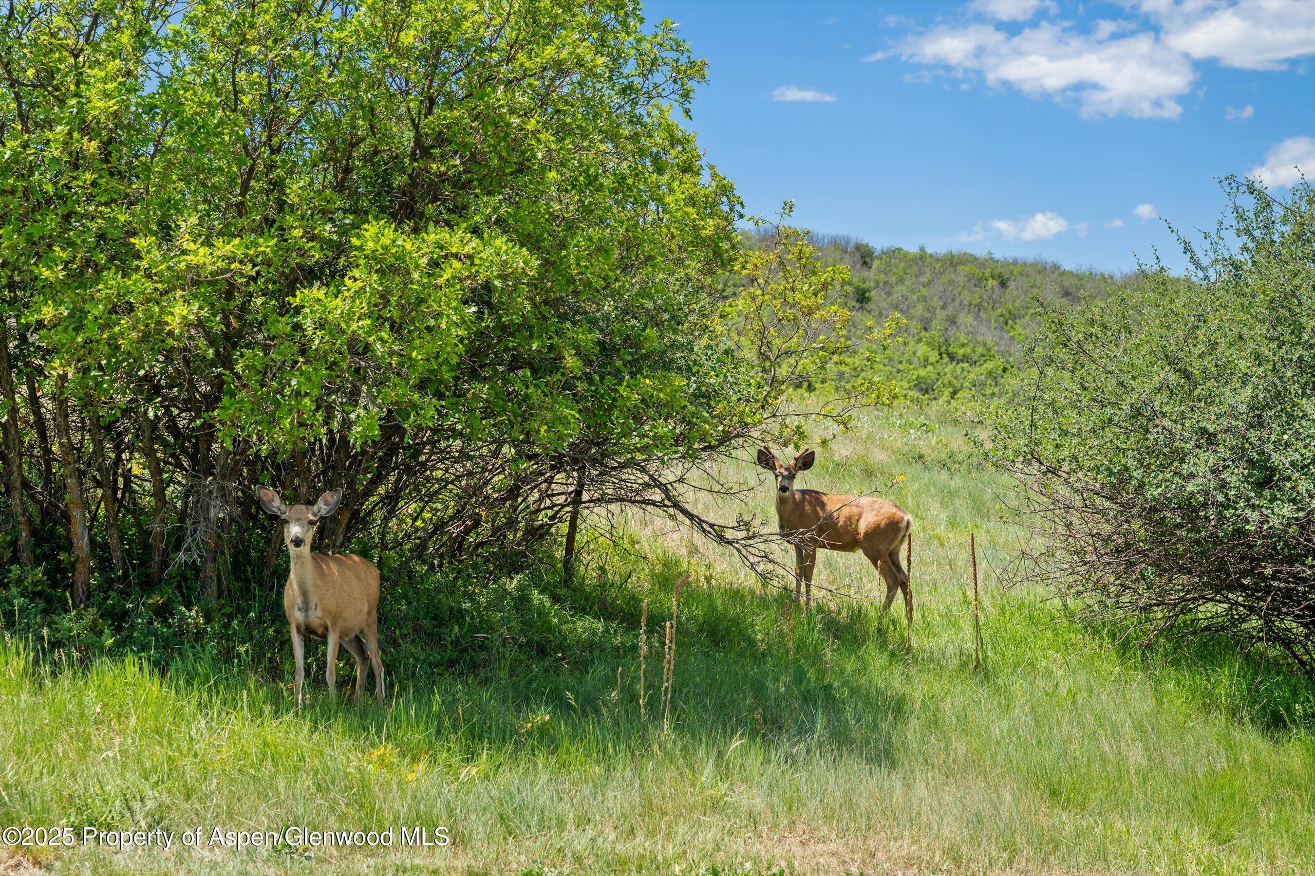 248 Basalt Mountain Drive