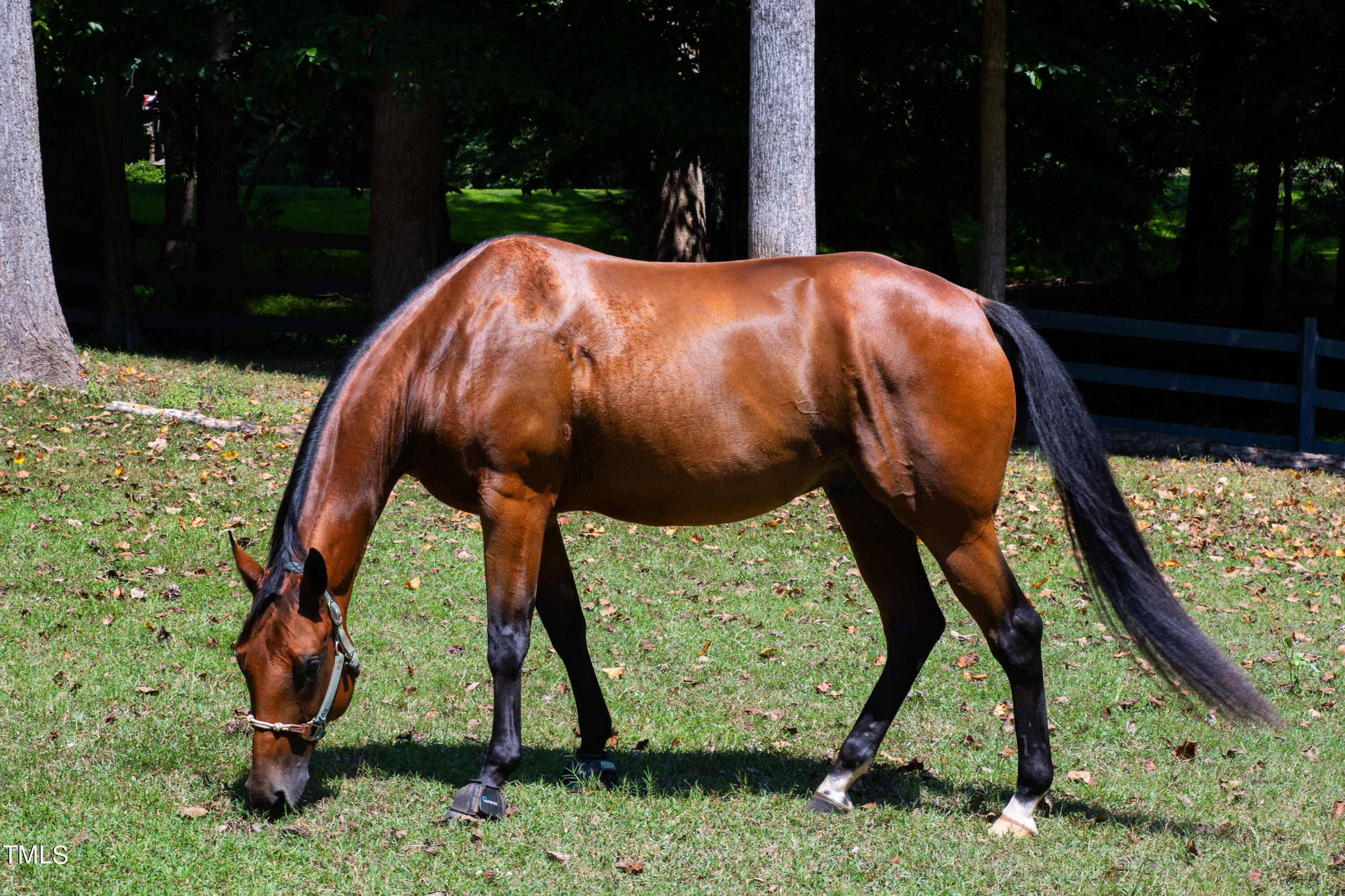 11804 Appaloosa Run