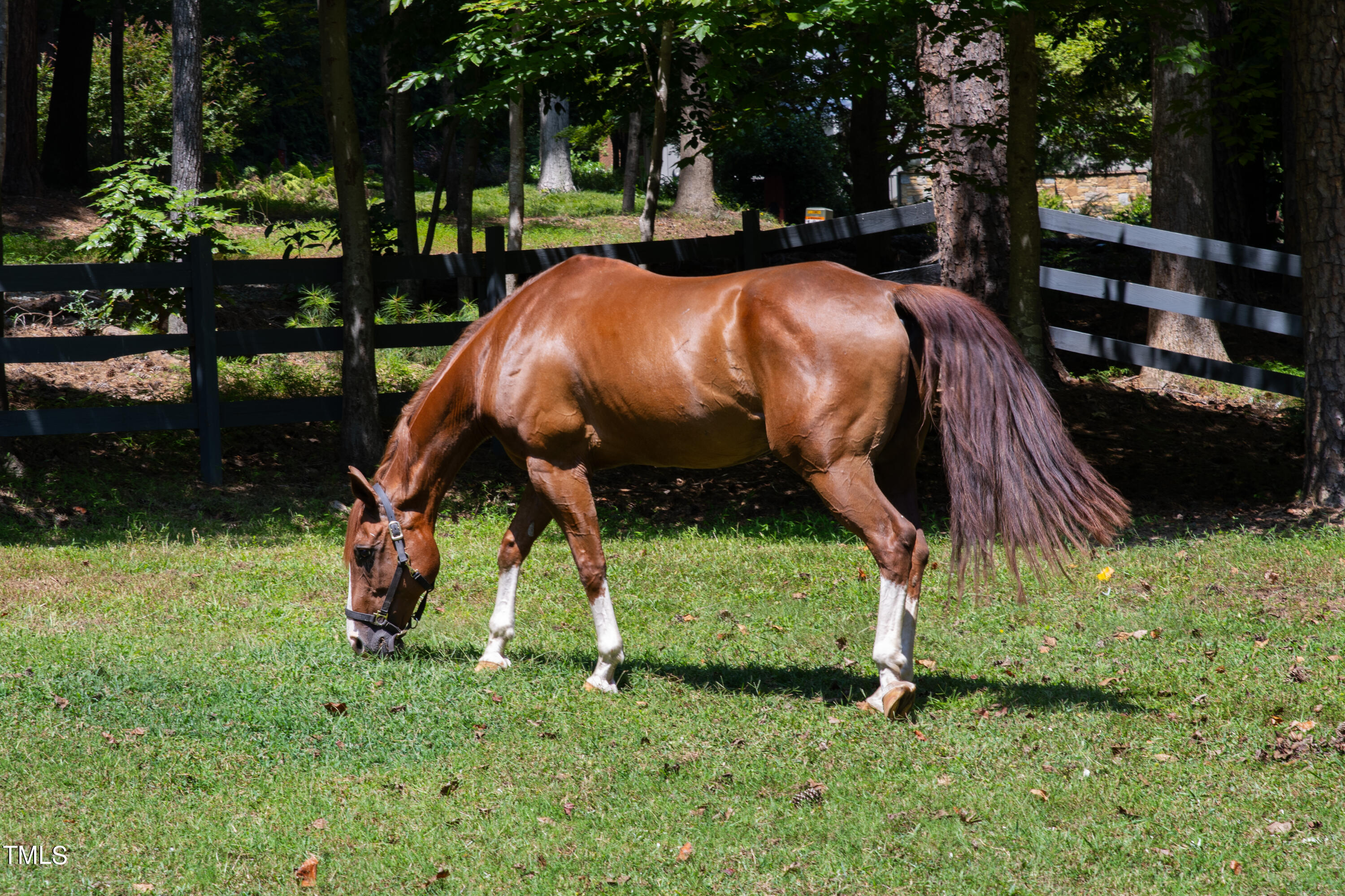 11804 Appaloosa Run