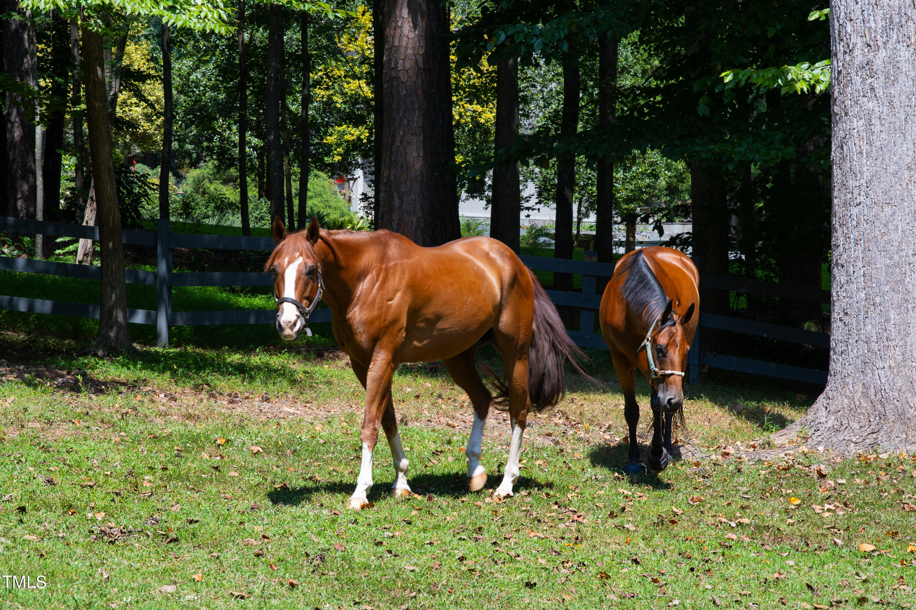 11804 Appaloosa Run