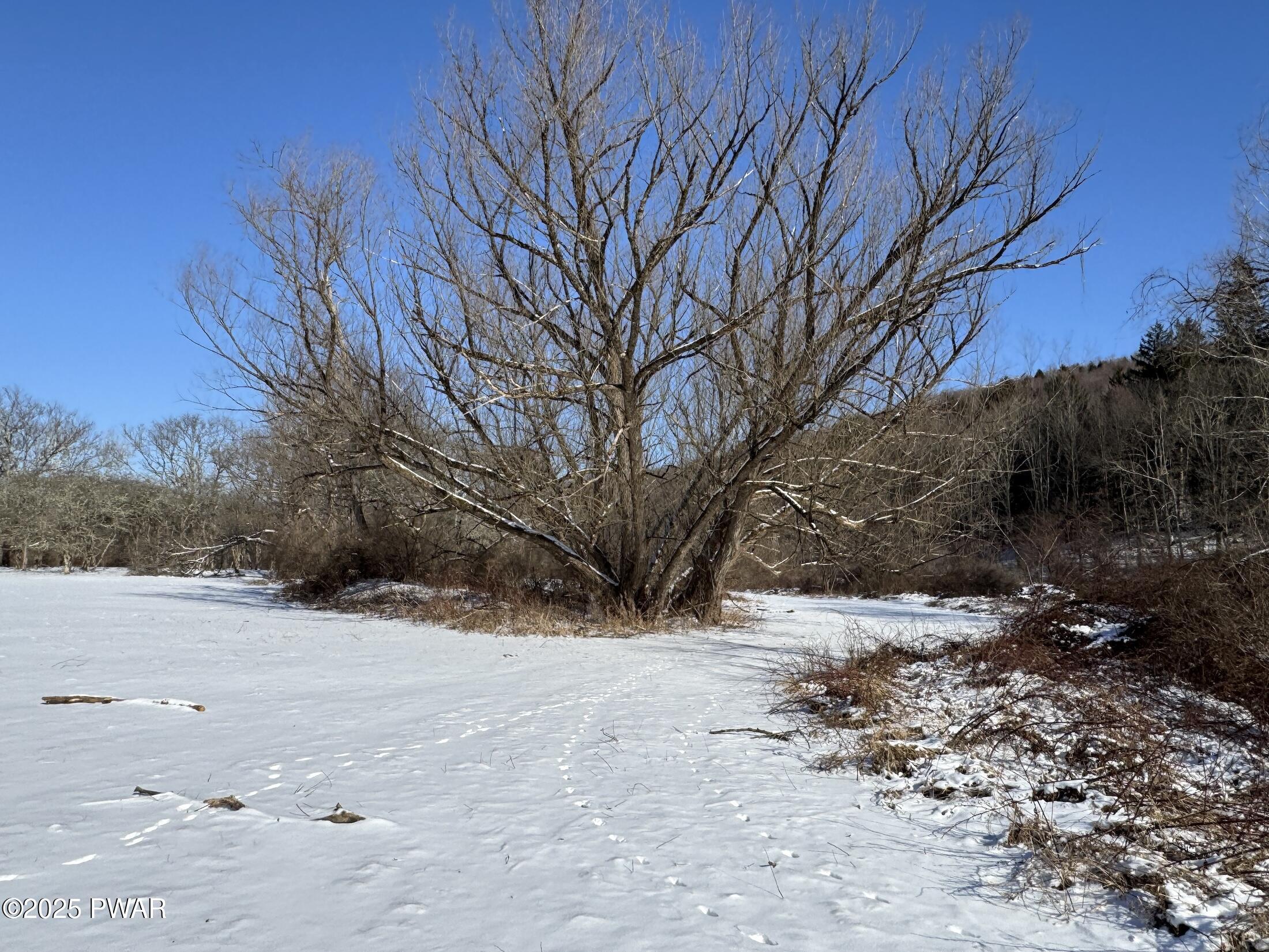 A snowy outdoor yard with a large leafless tree under a clear blue sky.