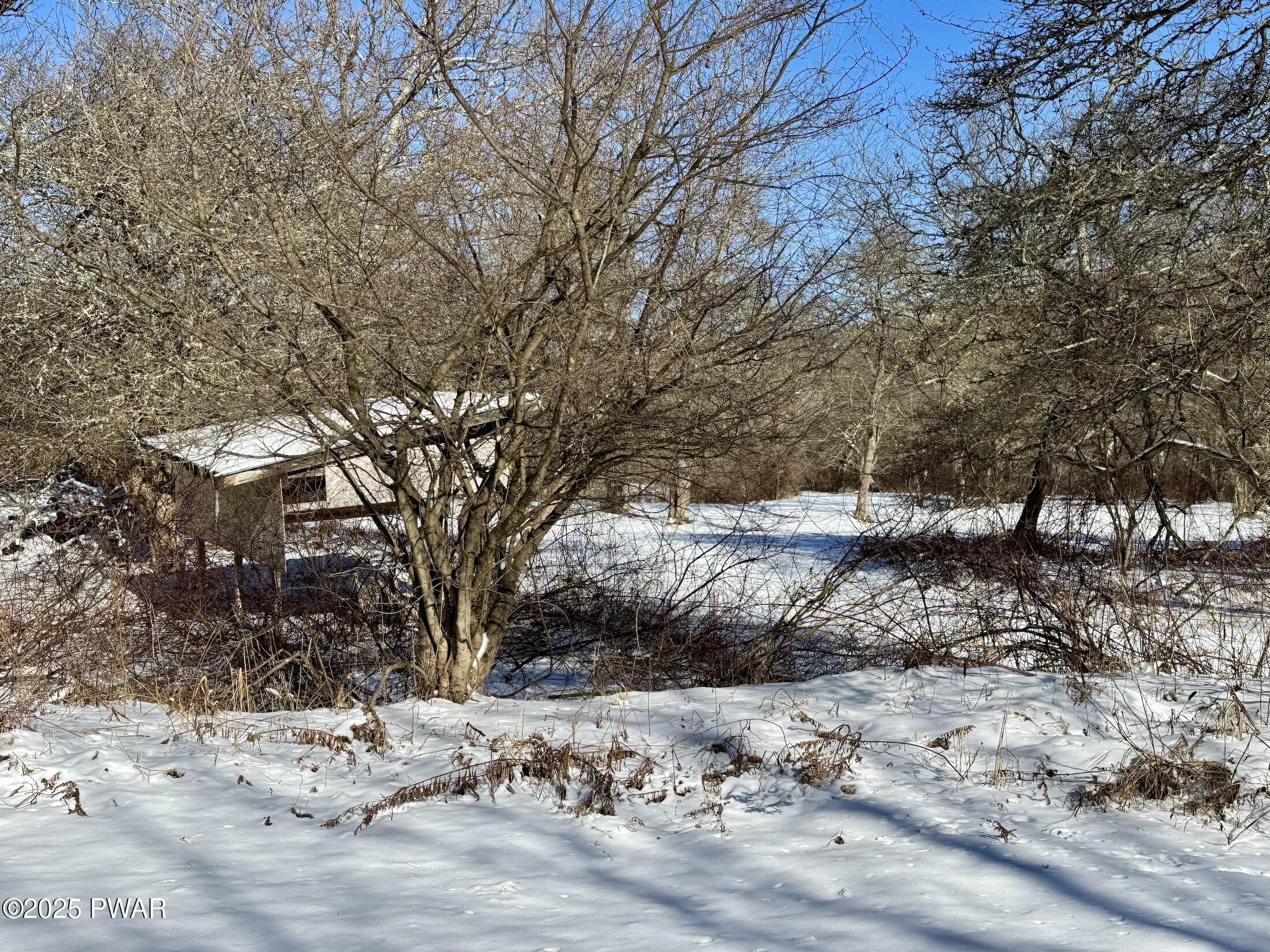 Snow-covered wooded yard with leafless trees and a small structure partially hidden behind branches.
