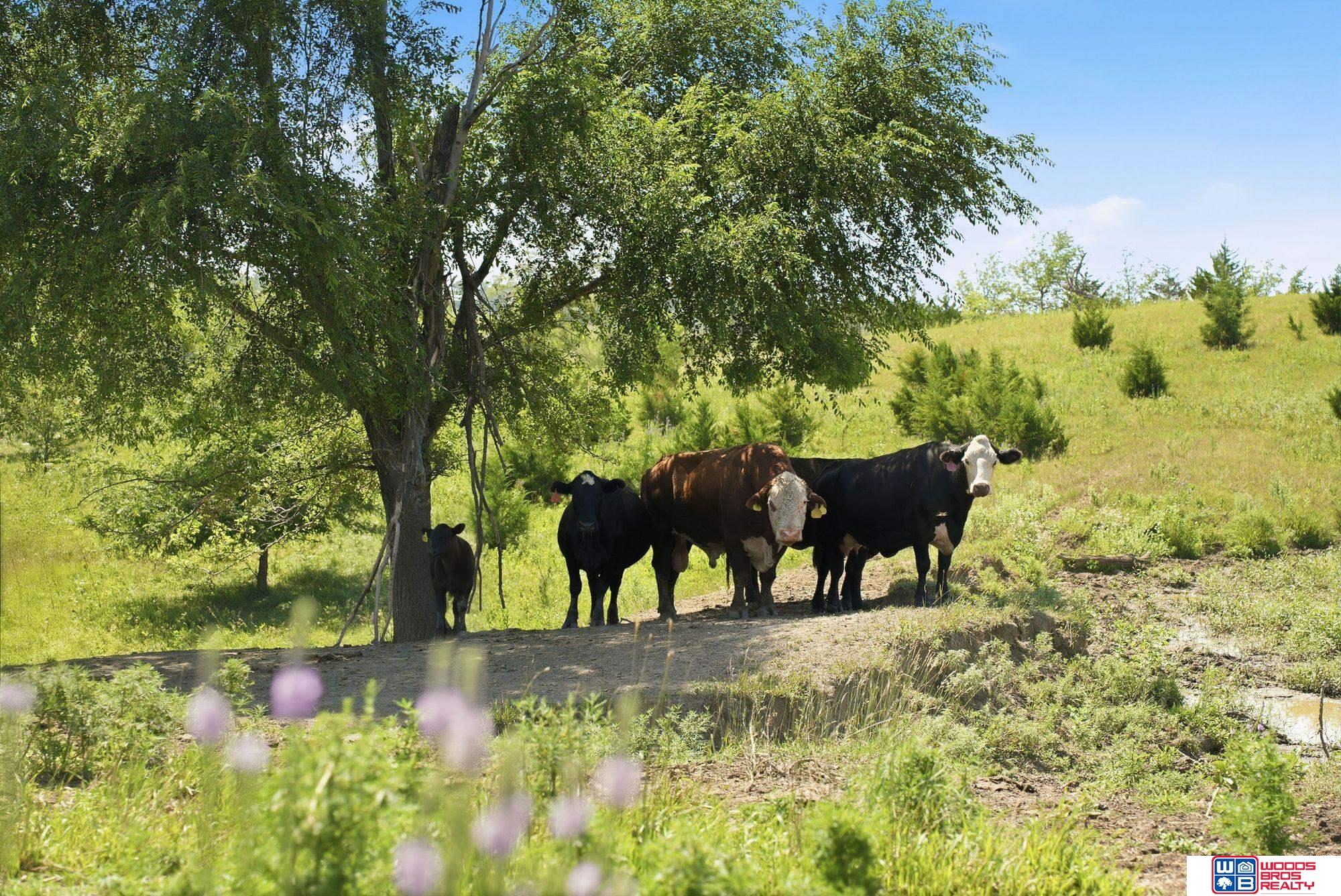 NoSitus McKelvie and 140th - 153 Acres