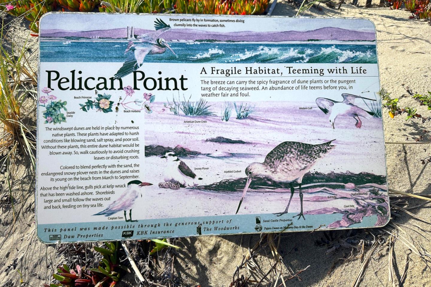 53 Pelican PT