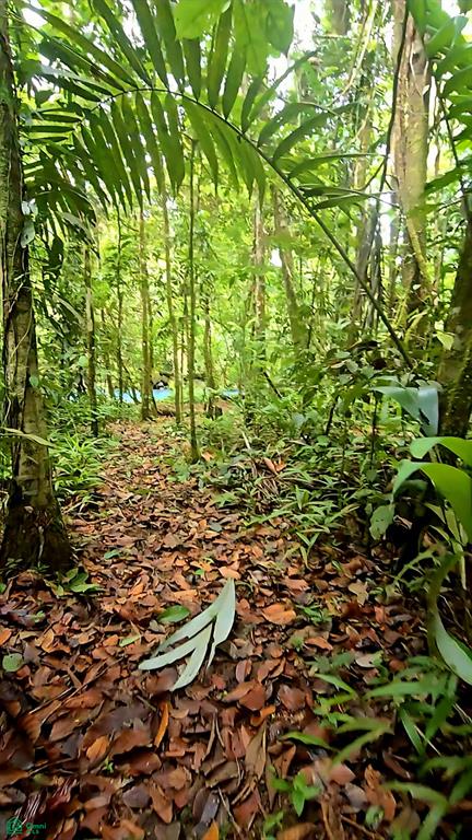 Rio Celeste Lot, Near Bijagua