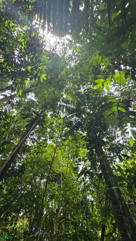 Rio Celeste Lot, Near Bijagua