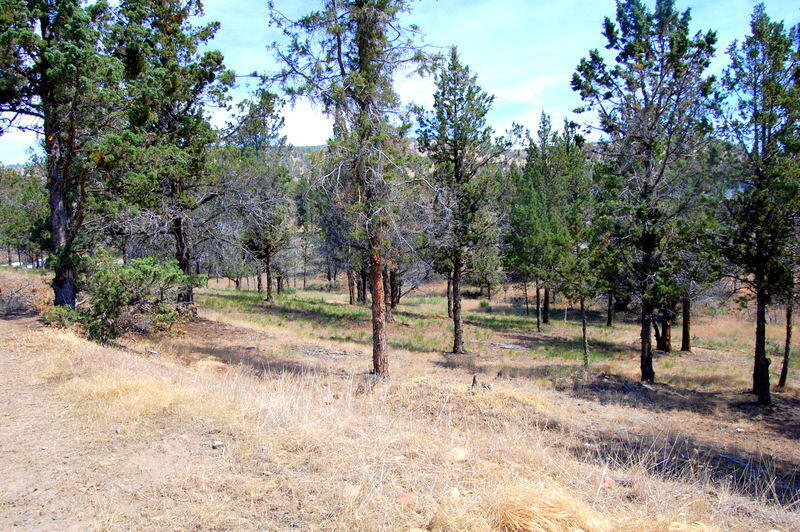 TL 700 NE Irvine Avenue