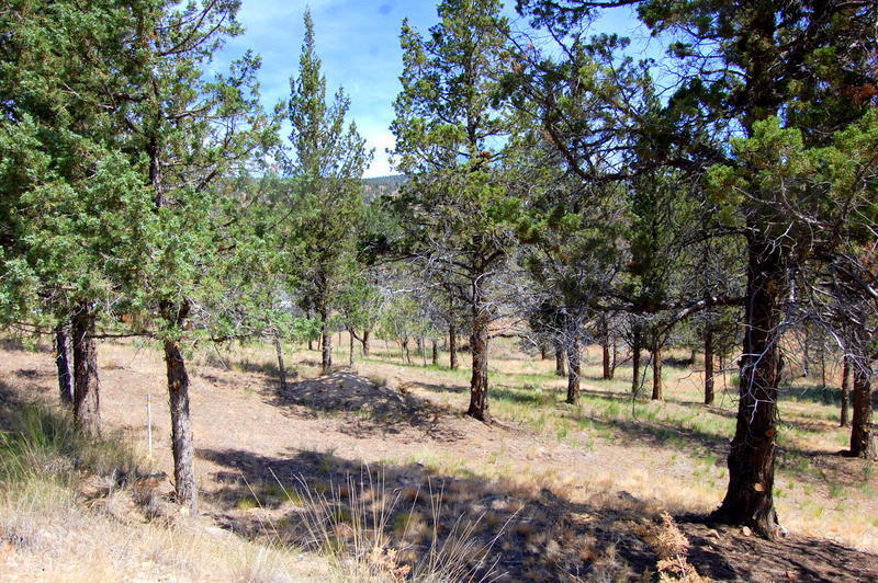 TL 700 NE Irvine Avenue