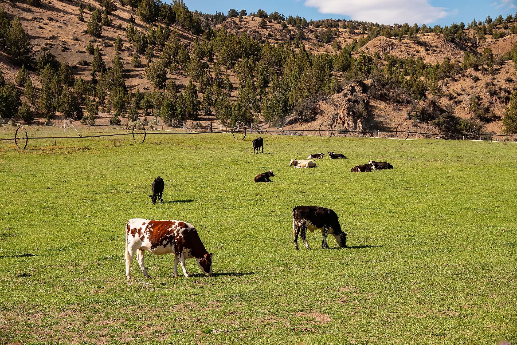 33084 Cougar Mountain Road, Mitchell