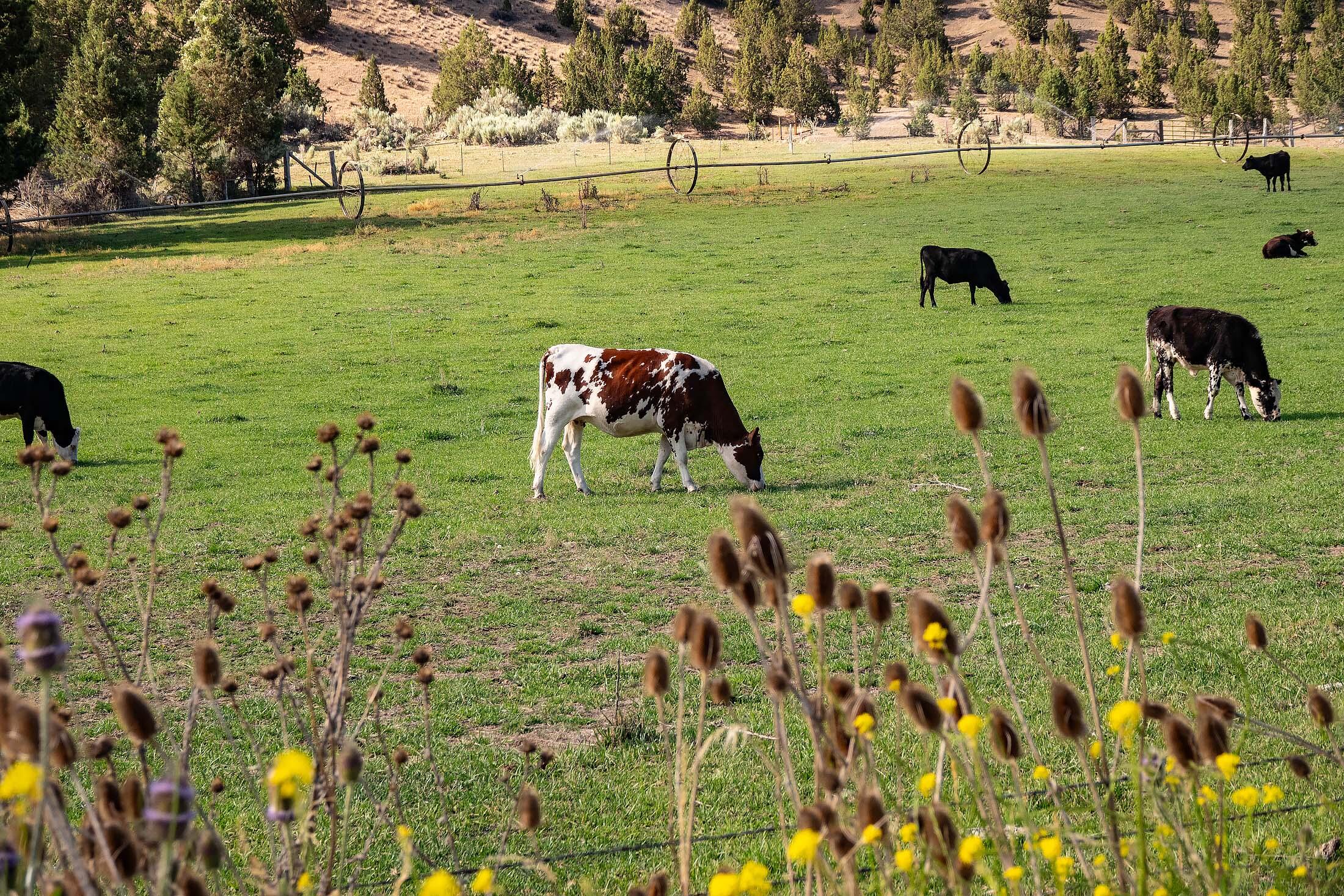 33084 Cougar Mountain Road, Mitchell