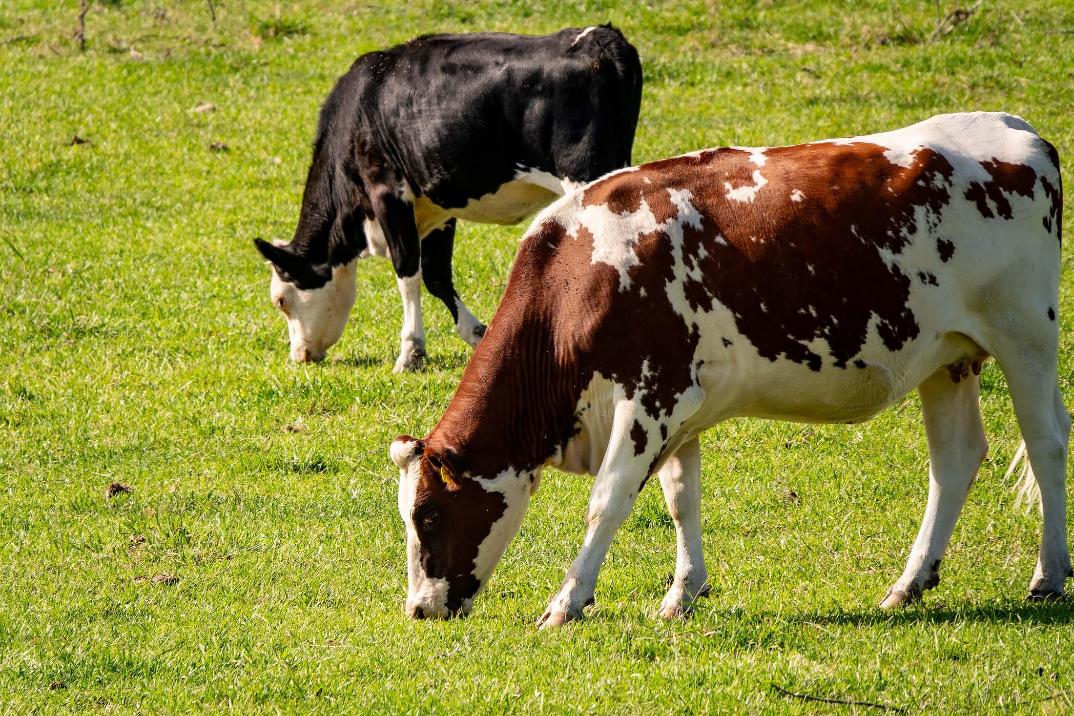 33084 Cougar Mountain Road, Mitchell