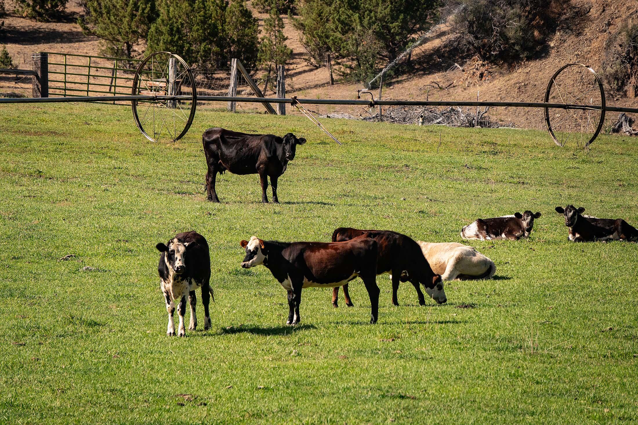 33084 Cougar Mountain Road, Mitchell