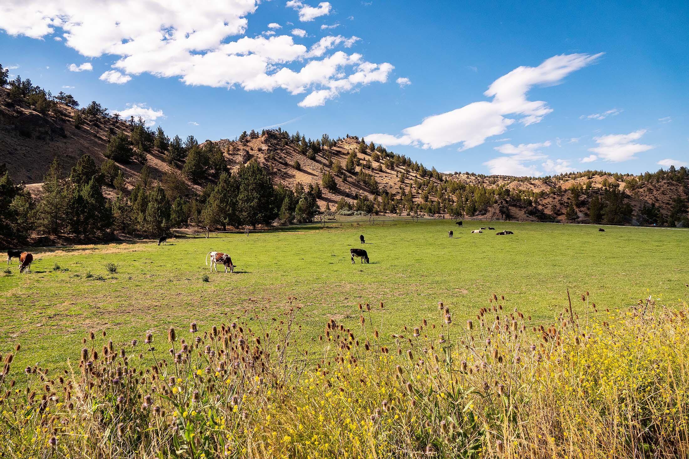 33084 Cougar Mountain Road, Mitchell