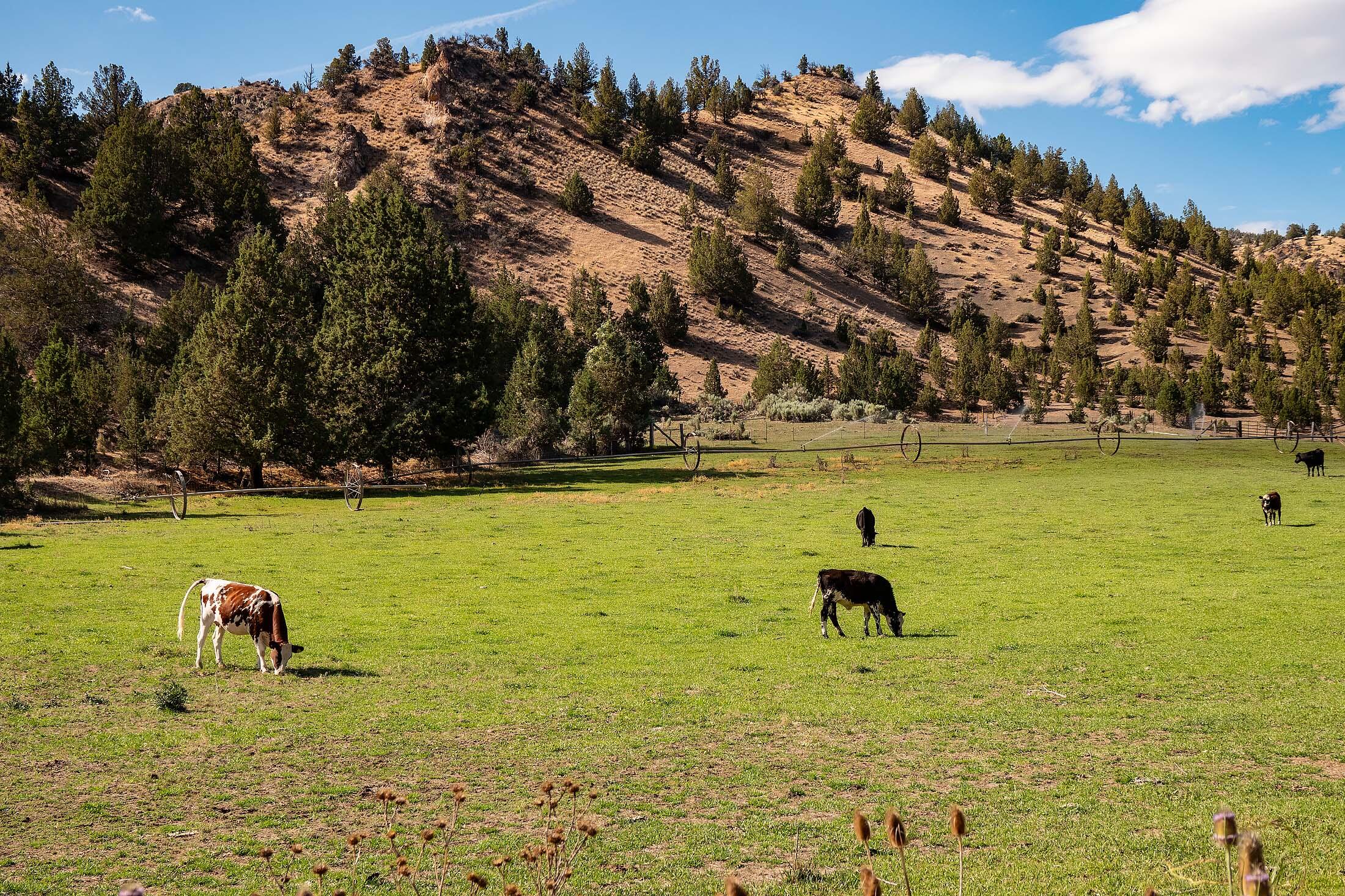 33084 Cougar Mountain Road, Mitchell