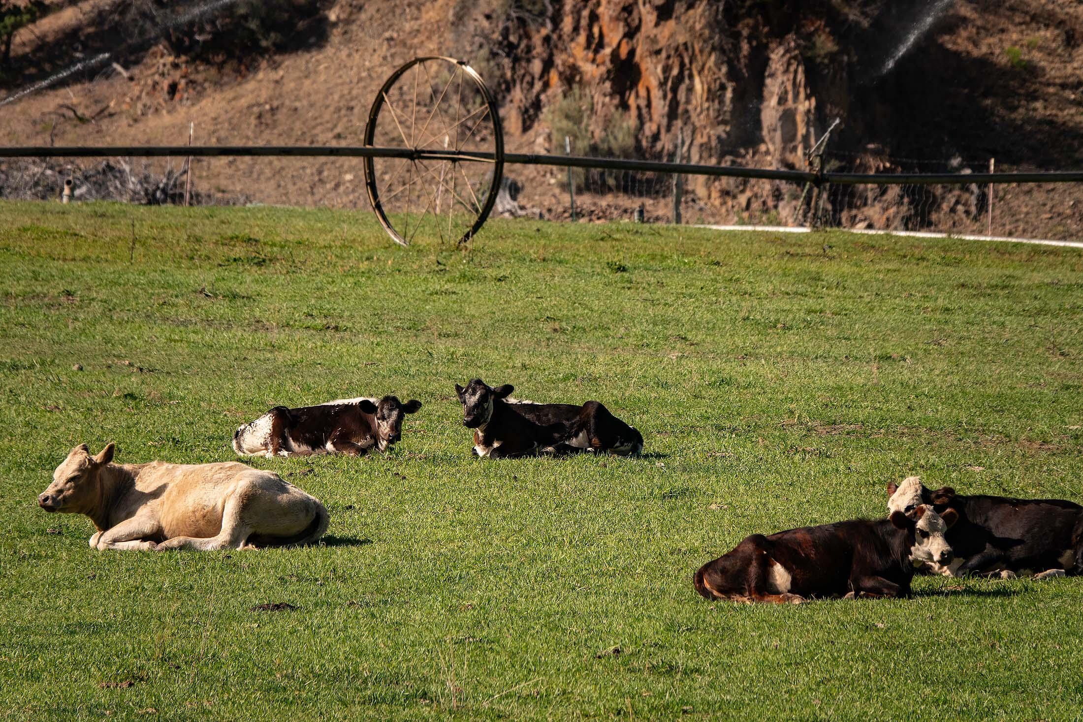 33084 Cougar Mountain Road, Mitchell