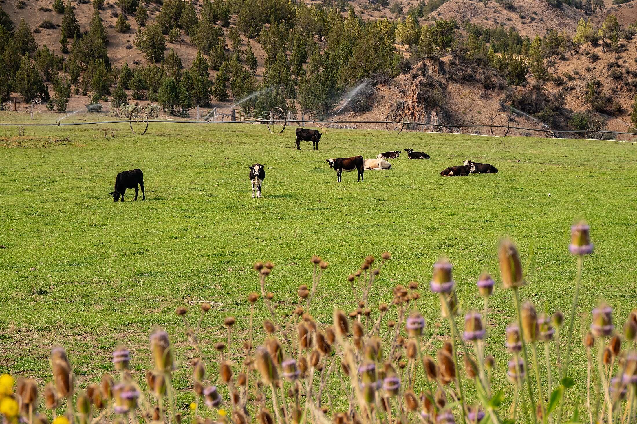 33084 Cougar Mountain Road, Mitchell