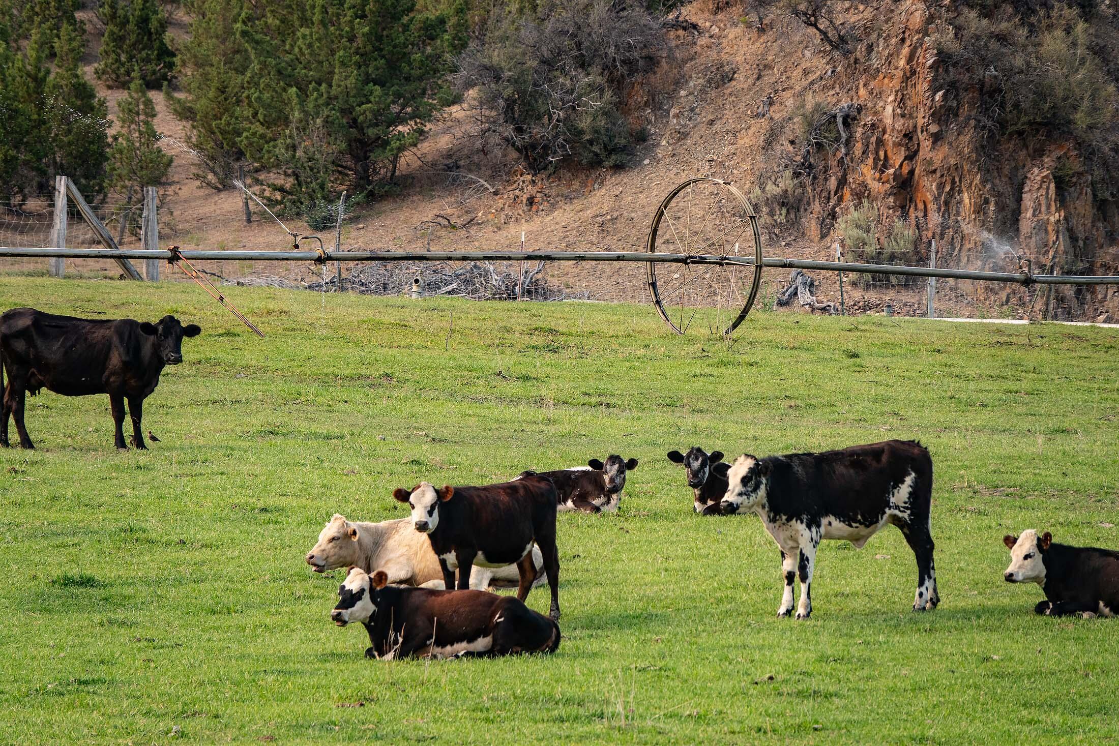 33084 Cougar Mountain Road, Mitchell