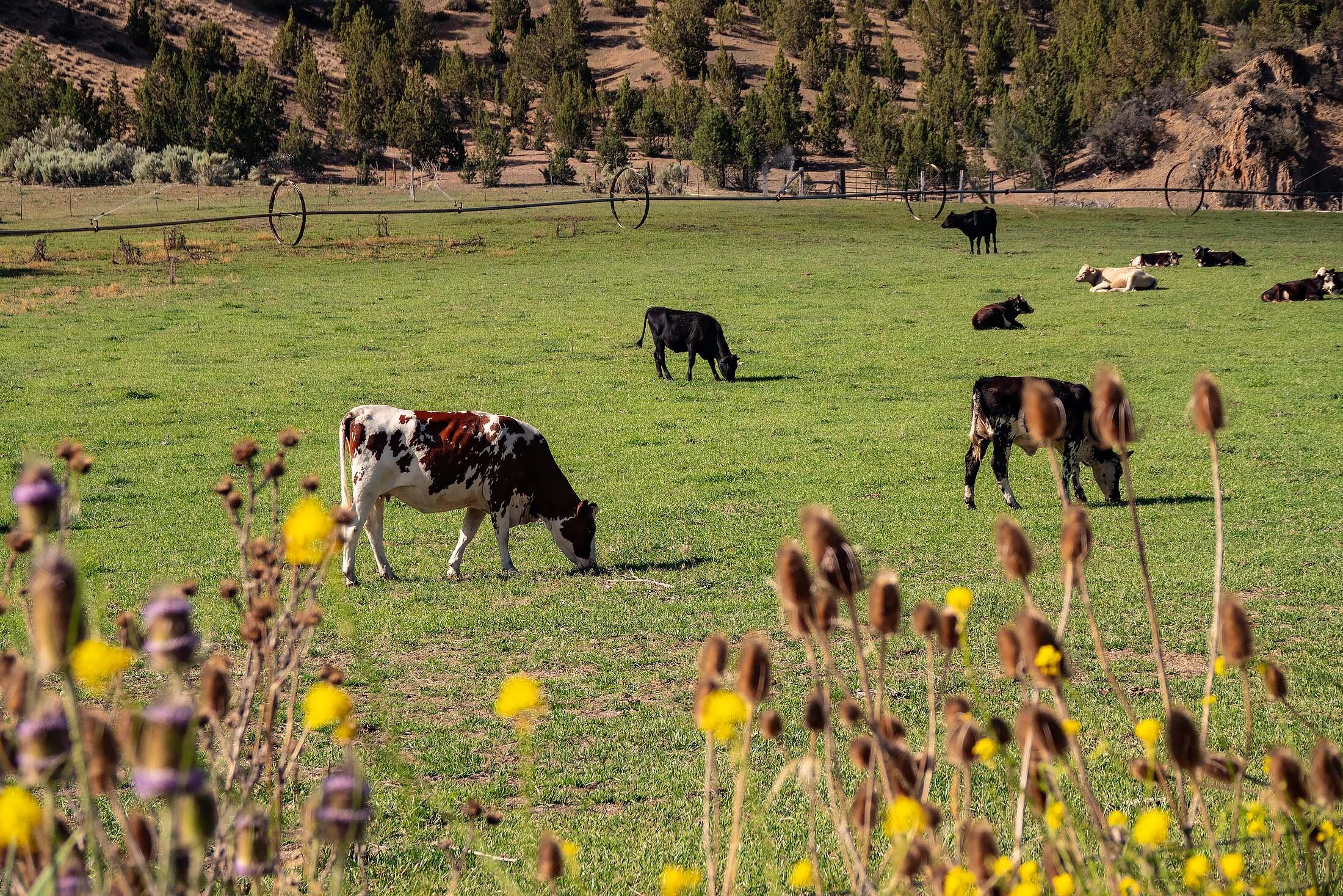 33084 Cougar Mountain Road, Mitchell