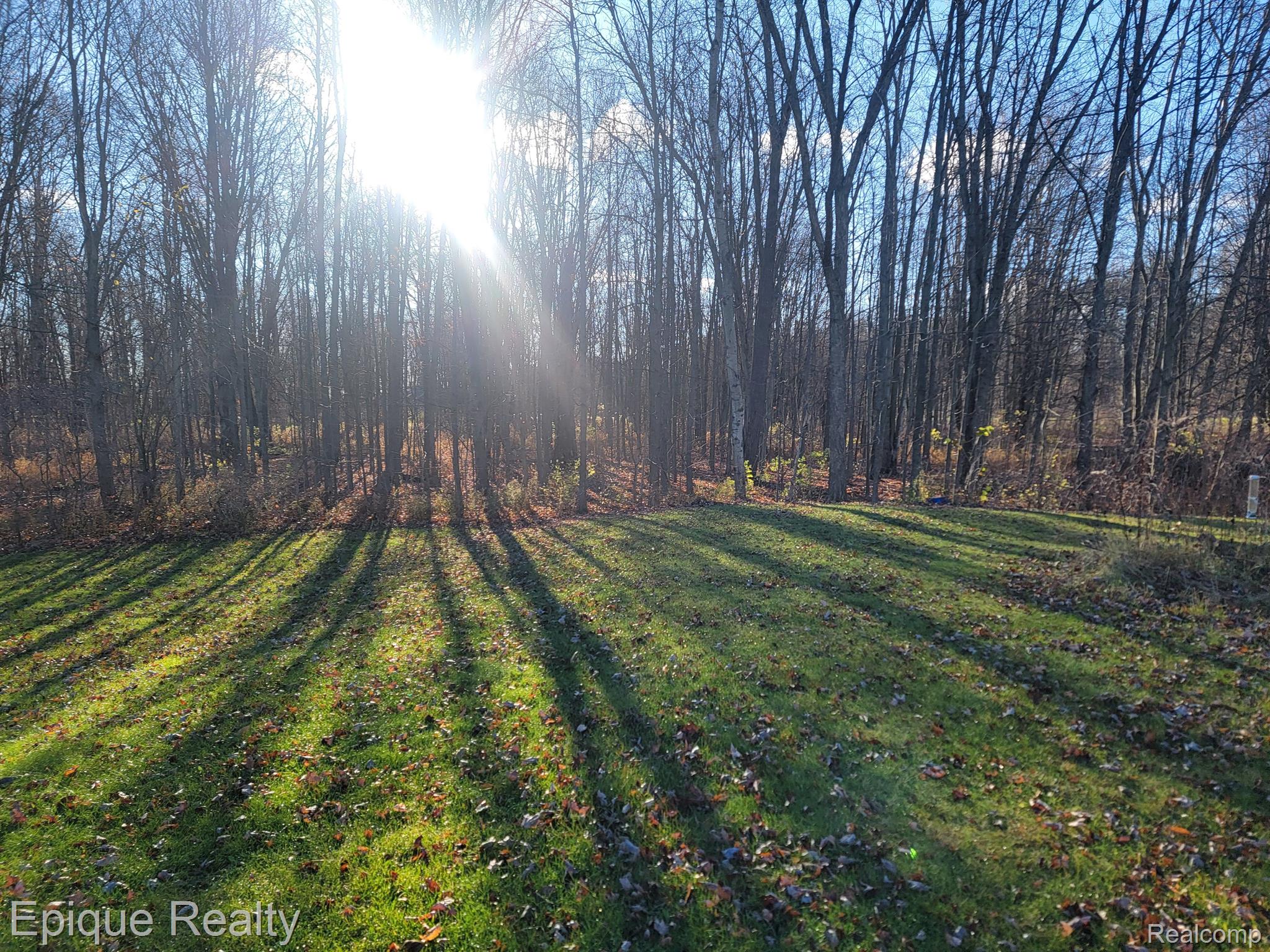 Grassy clearing bordered by leafless trees, with long shadows from low autumn sunlight.