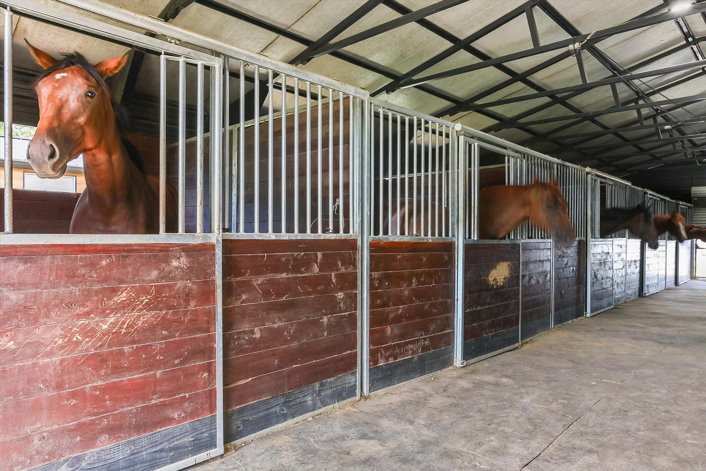 613 Dressage Court