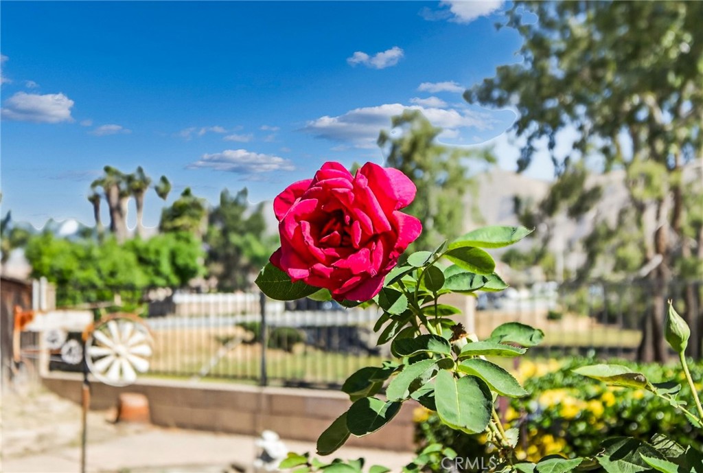 1137 Avenida Roundelay