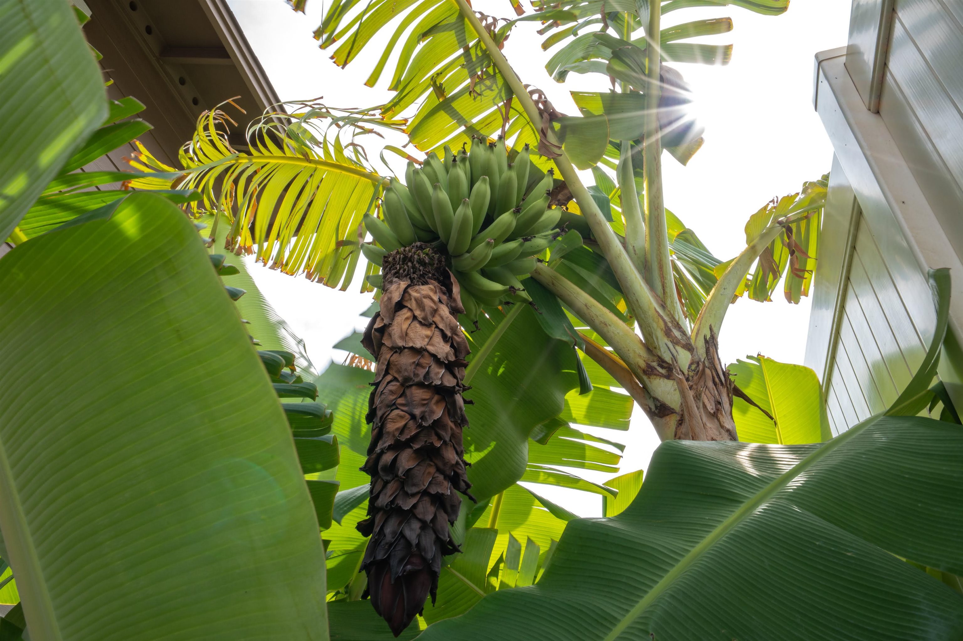 104 Kamahao Cir Unit: Lot #49