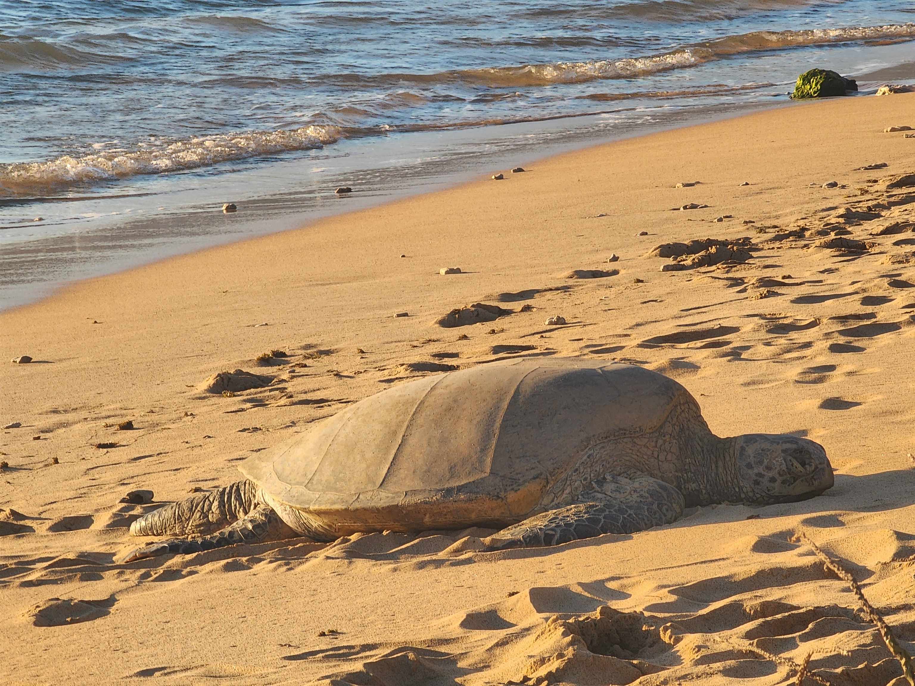 1299 ULUNIU Rd Unit: 103E