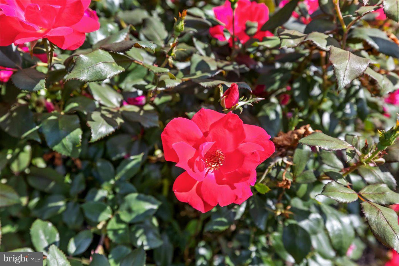 7536 CHANCELLOR ROAD