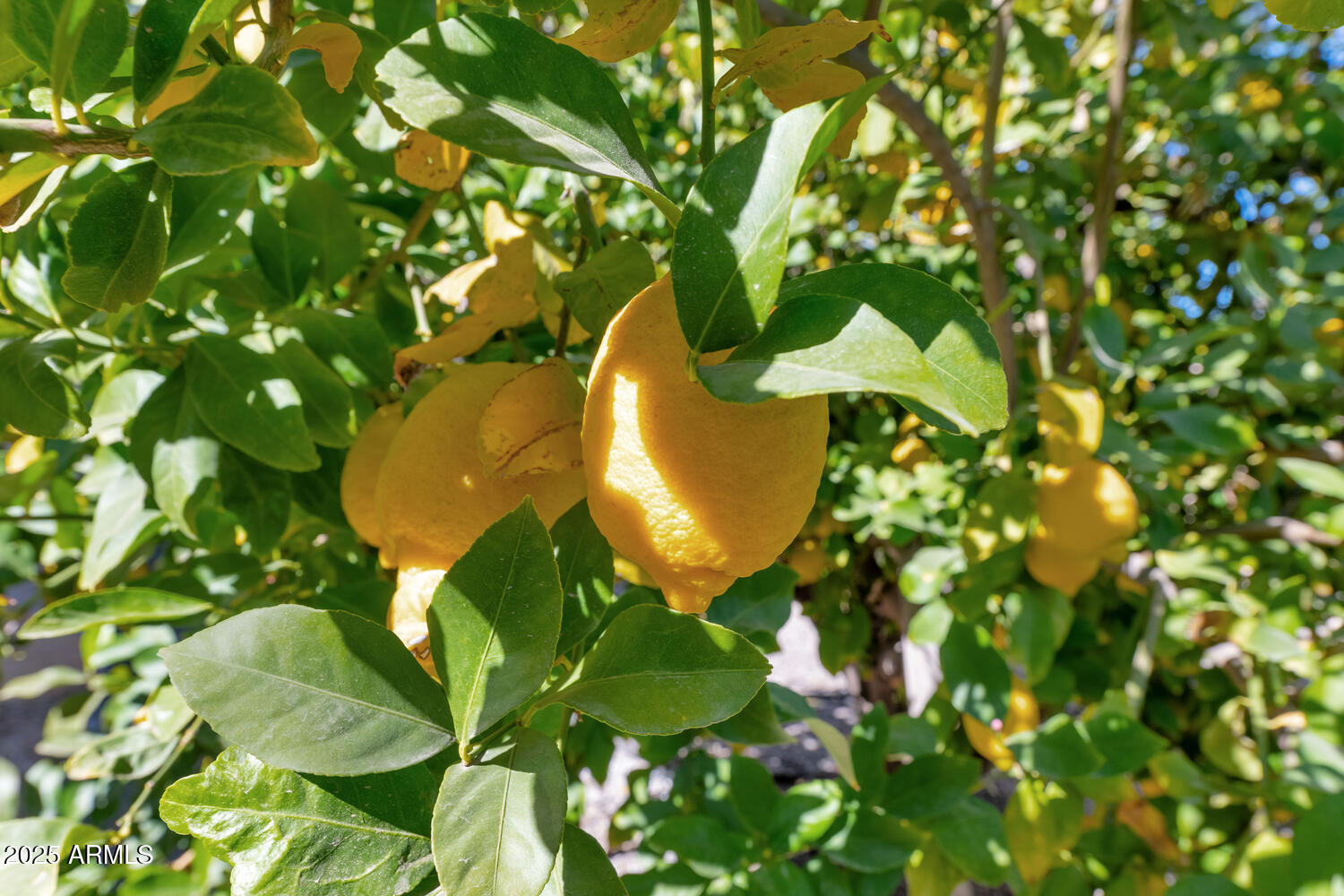 7258 E MANZANITA Drive