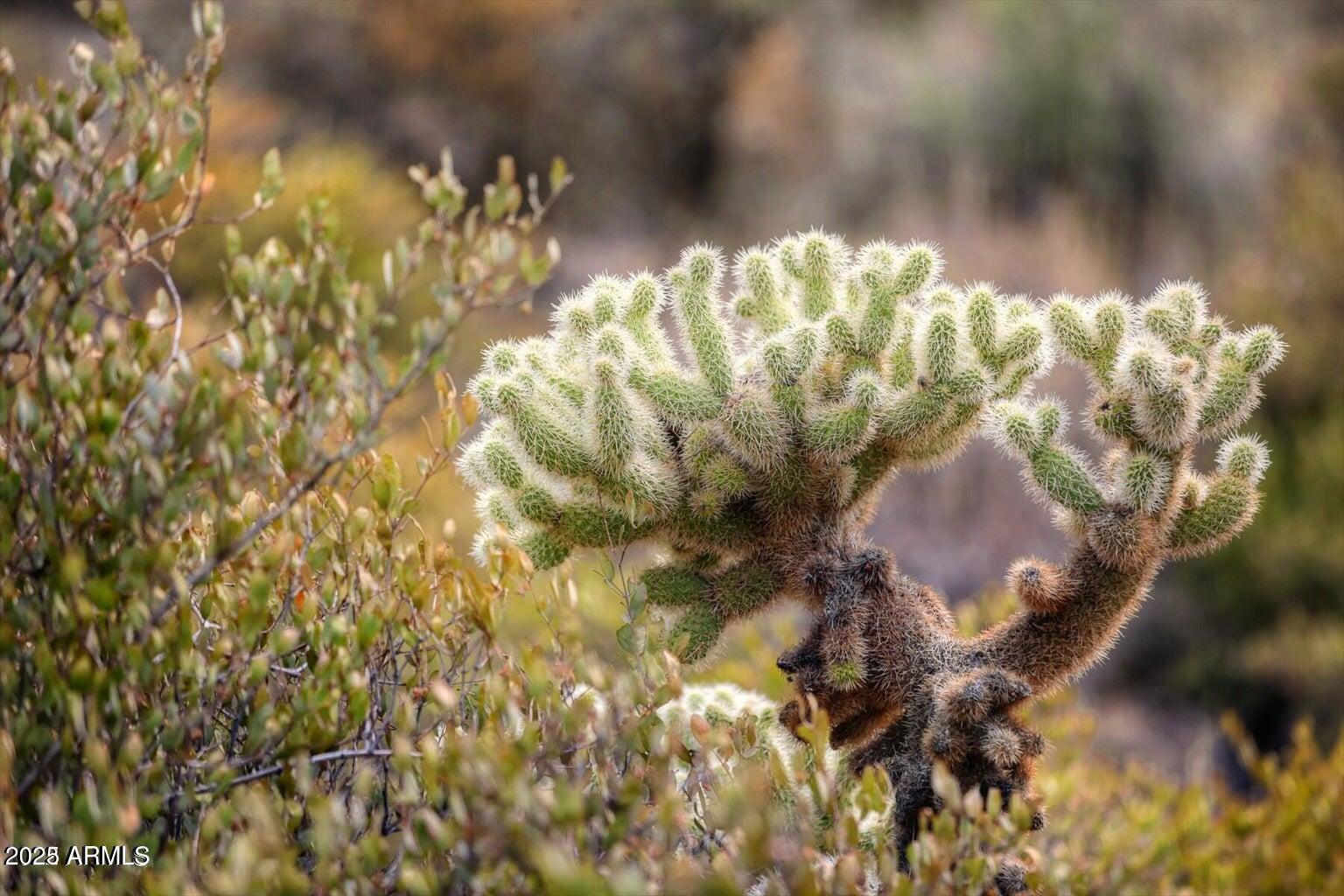 42242 N CHARBRAY Drive # 25