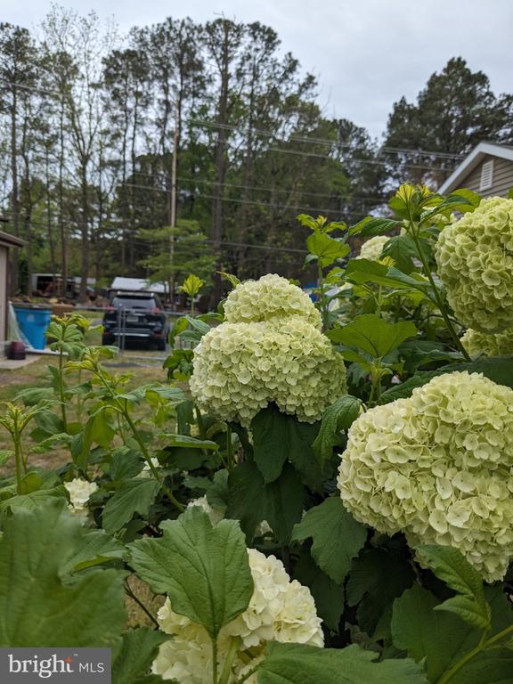 103 HONEYSUCKLE DRIVE
